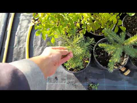 Видео: Обзор питомника осень 2025