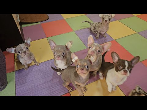 Видео: НОВОСТИ ‼️ ясли питомник чихуахуа Кастропуло #Крым 
