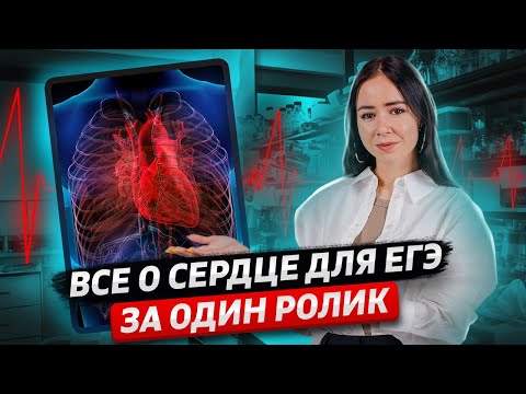 Видео: ВСЁ о сердце для ЕГЭ по биологии 2025 | Задания 13-16 | Умскул