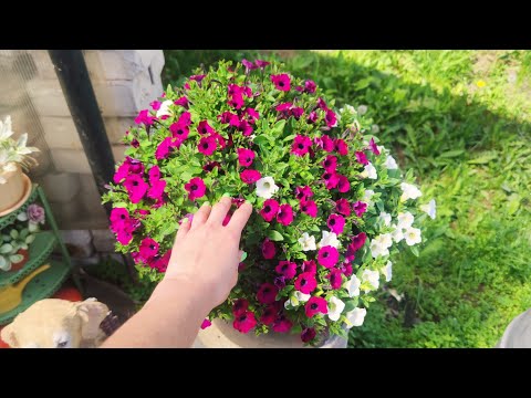 Видео: НАУЧУ ВЫРАЩИВАТЬ КАЛИБРАХОА.