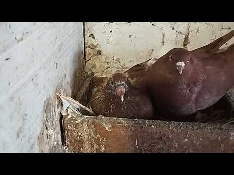 Видео: Голуби. Процесс идет. 03.04.2025