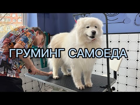 Видео: Груминг самоеда