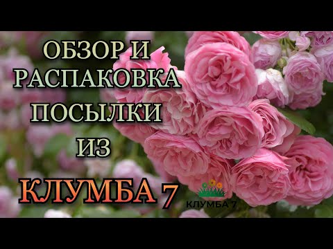 Видео: Обзор и распаковка посылки из интернет-магазина "Клумба 7"🌹🌤️🌹