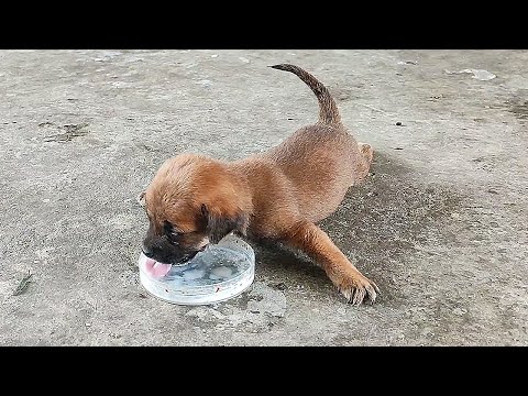 Видео: Песика выбросили у дороги, мужчина подобрал и принес домой, он не может вставать, ест, лежа