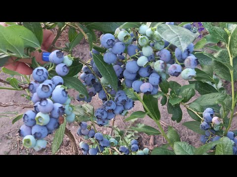 Видео: Срочно делаем обрезку голубики. Больше откладывать нельзя... Видеоурок 10
