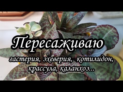 Видео: Крассула, котилидон,  эхеверия, гастерия пересаживаю. #succulent