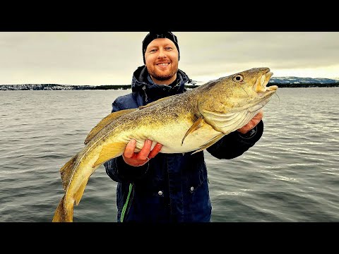 Видео: ЕЛЕ ВЫТЯНУЛ ЭТОГО КРОКОДИЛА!!! ТРОФЕЙНАЯ РЫБАЛКА В НОРВЕГИИ!!! ТРЕСКА.
