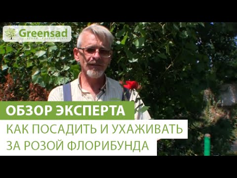 Видео: Как посадить и ухаживать за розой флорибунда