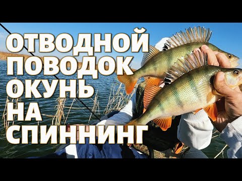 Видео: ОТВОДНОЙ ПОВОДОК - ОКУНЬ на СПИННИНГ - РЫБАЛКА с НОЧЁВКОЙ