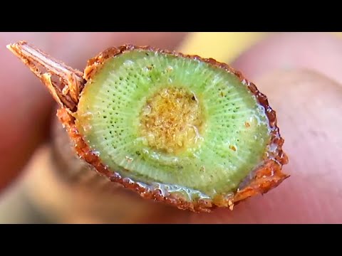 Видео: Прививка ВИНОГРАДА весной - черным в черное