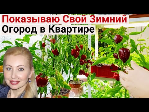 Видео: Выращиваю Томаты, Капусту Пак-Чой, Мяту, Базилик, Мангольд и Салаты. Огород на балконе 2024