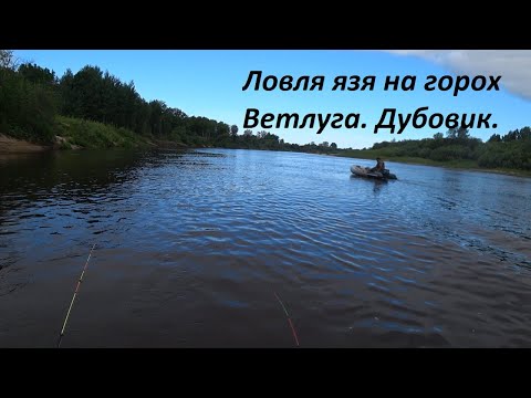 Видео: Ловля язя на горох с лодки. Река Ветлуга.