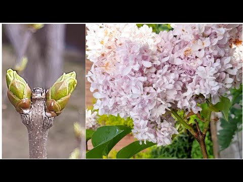Видео: СИРЕНЬ - обрезаем летние зелёные побеги - понижаем и формируем крону. Удачный эксперимент