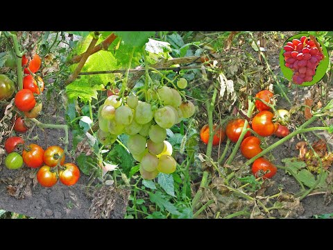 Видео: @Растения, соседи винограда. Вып.28