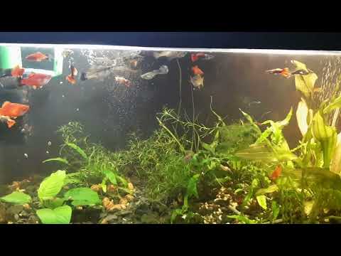 Видео: Отличный корм для рыбок