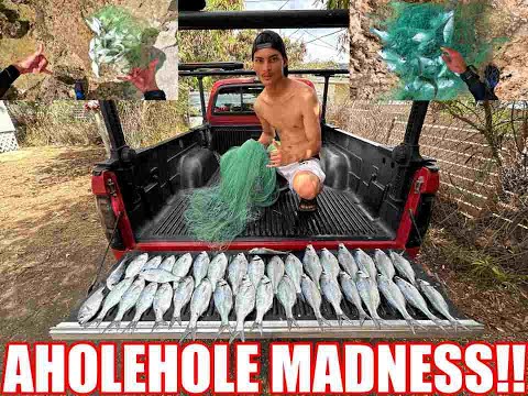 Видео: СПЕЦИАЛЬНЫЙ ВЫПУСК «СЛАДОСТЬ ИЛИ КАКОЙ-НИБУДЬ» | САМАЯ БОЛЬШАЯ КУЧА-ЛУБА (ГАВАЙСКИЙ ФЛАГХВОСТ) ЗА...