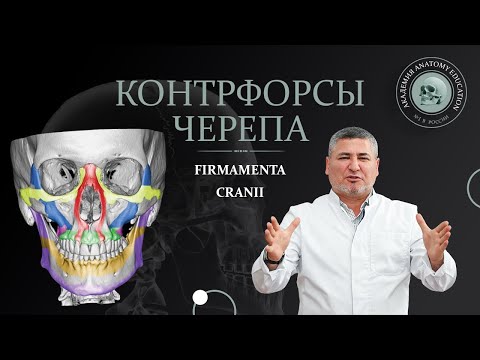 Видео: Контрфорсы черепа. Строение черепа / Buttresses of the skull