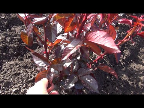 Видео: Фитактивы для роз!