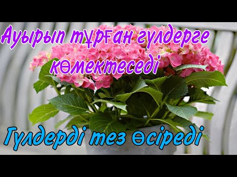 Видео: Үй гүлдерін тез өсіреді. Өспей тұрып қалған гүлдерді өсіреді. Стреке түскен гүлдерді емдейді. Гүл