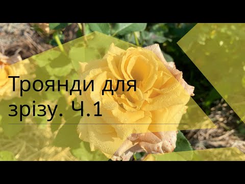 Видео: Троянди для зрізу, букетів, флористики. Які сорти ростуть у мене і підійдуть для цього