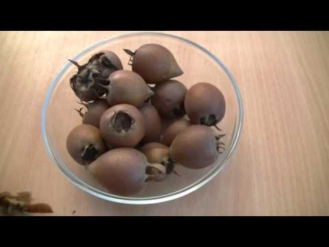 Видео: Мушмула германская