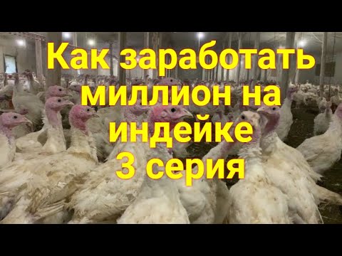 Видео: Как заработать миллион на индейке// В гости на семейную ферму к чете Сухацких 3 серия