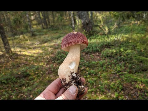 Видео: Боровые белые в смешанном лесу. Часть 2. Костромская глубинка. Сентябрь 2020.