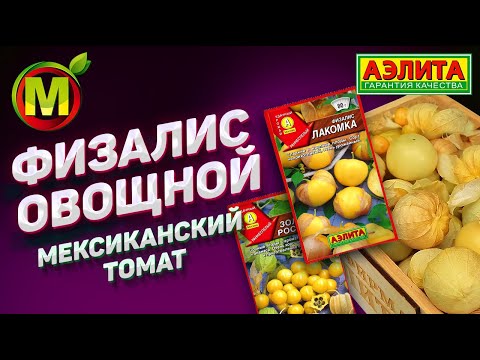 Видео: 🍅 ФИЗАЛИС ОВОЩНОЙ - Мексиканский Томат 2021.
