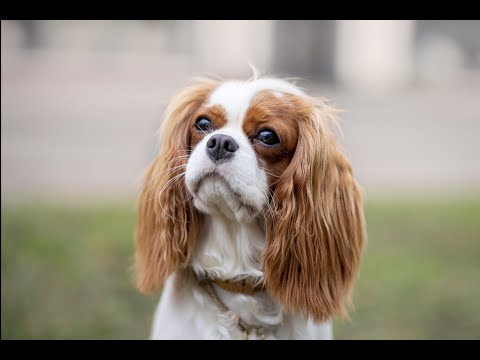 Видео: Леди ( Кавалер Кинг Чарльз спаниель. 1 год)