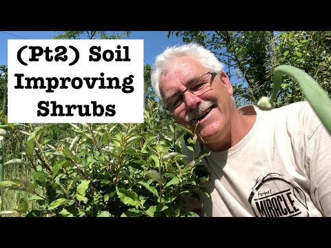 Видео: ЭТИ 8 КУСТАРНИКОВ Удобряйте почву (часть 2) Кустарники, фиксирующие азот