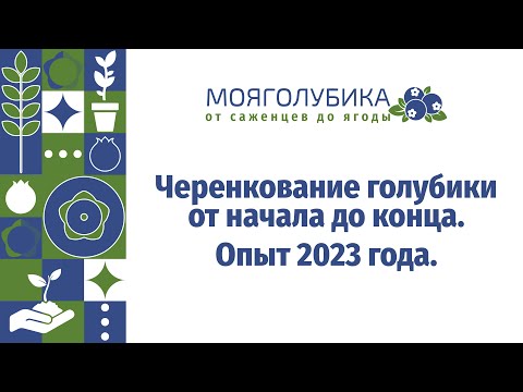 Видео: Черенкование голубики от начала до конца. Опыт 2023 года