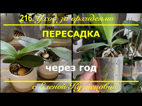 Видео: НАСТОЯЩАЯ причина, по которой эти орхидеи нужно пересаживать сейчас!