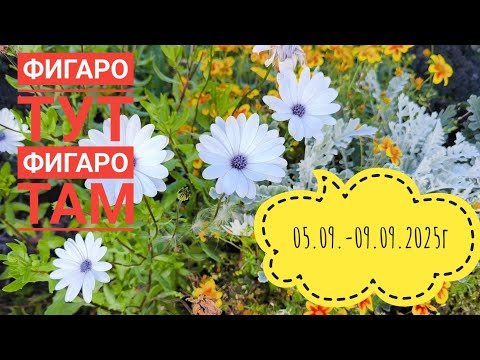 Видео: Повредила глаз 🫣/Убираем морковь 🥕/Ну и много всего 😂#влог#жизнь#дача 