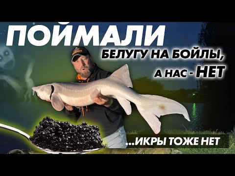 Видео: Поймали белугу на бойлы, а нас – нет!**P.S. Икры тоже нет