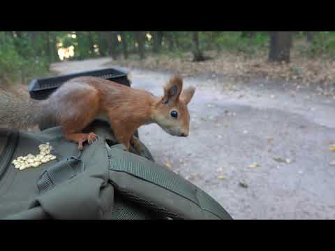 Видео: Покормил двух белок / I fed two squirrels