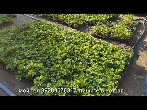 Видео: Кассетная рассада клубники