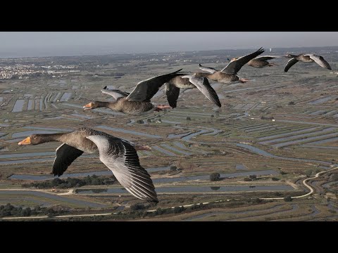 Видео: Тайные маршруты перелетных птиц