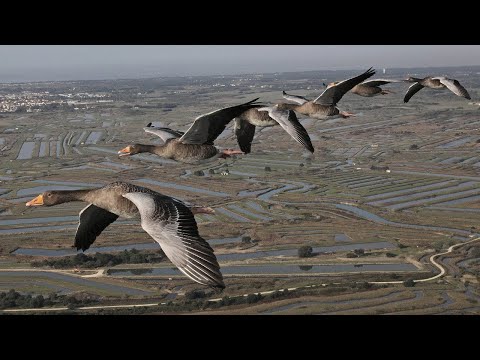 Видео: Тайные маршруты перелетных птиц