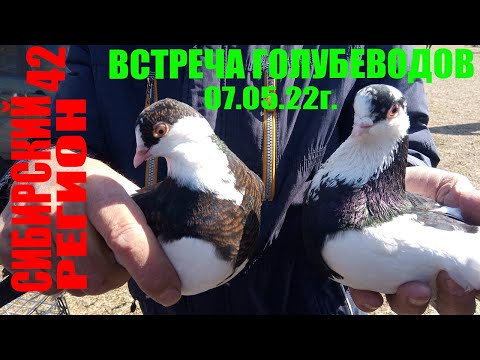 Видео: ГОЛУБИ на ВСТРЕЧЕ ГОЛУБЕВОДОВ май 2022г.