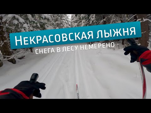 Видео: Некрасовская лыжня