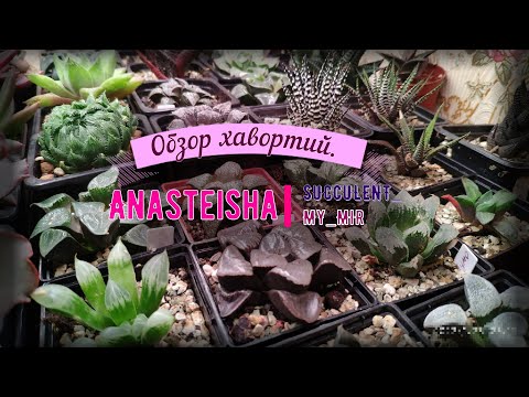Видео: Обзор хавортий.