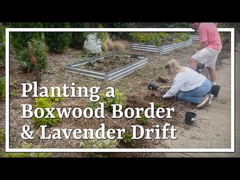 Видео: Посадка бордюра из самшита Skylight Better и лаванды Hidcote🪻🪻 🪻