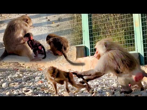 Видео: Даже РОДНАЯ МАТЬ НЕ ЗАЩИТИЛА Розиту! Мигель налетел на неё как ураган! Рыжуха бросилась ЕМУ помогать
