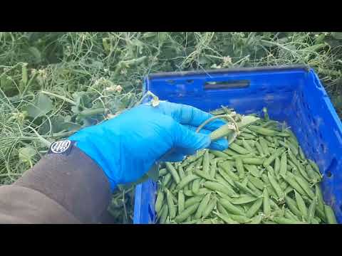 Видео: Англия сезон 2024 гарох жинау айына 1🍋