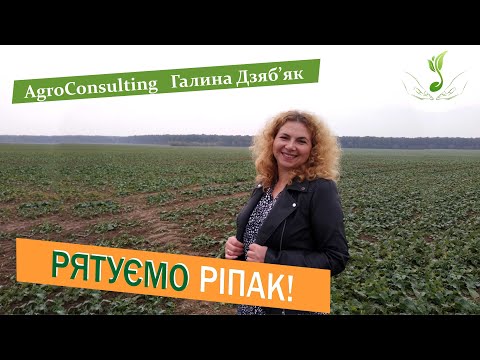 Видео: Сильне заселення ріпаку озимого шкідниками: совка і пильщик! Як боротись?