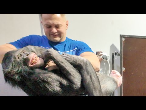 Видео: НА МЕНЯ НАОРАЛА ШИМПАНЗЕ! Добро пожаловать за кулисы Алматинского цирка