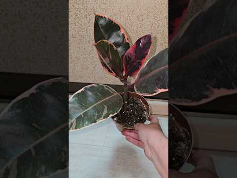 Видео: Легкая пересадка ФИКУСА на мощные корни и бешеный рост #plants