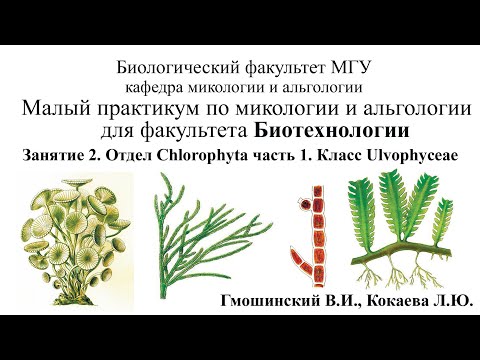 Видео: Малый практикум для студентов ф-та Биотехнологии. 2 занятие. Отдел Chlorophyta 1 часть