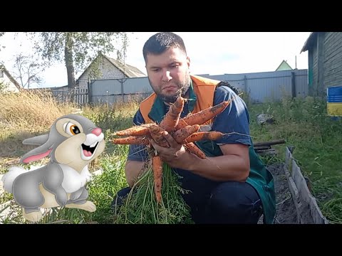 Видео: Морковь без прореживания: обман или правда. Проверяем хитрый способ посадки моркови с крахмалом