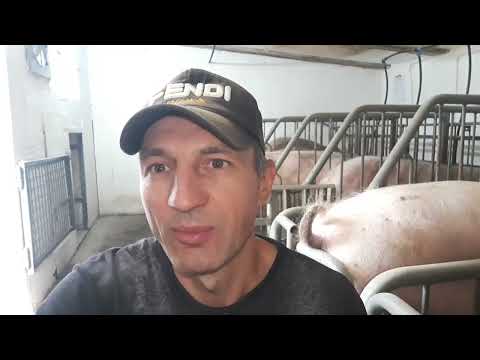 Видео: Що потрібно зробити, щоб свиноматка прийшла в охоту❗